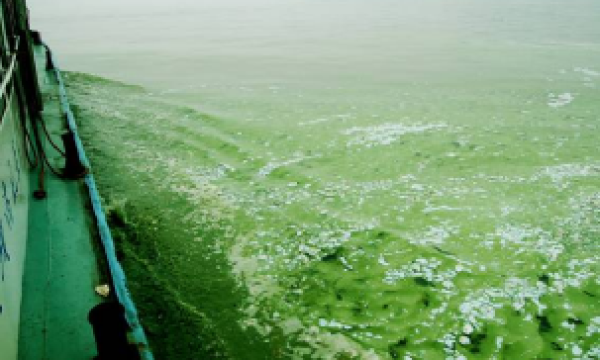 绿源生物科技研发蓝藻发酵产气新工艺，助力新能源领域创新发展